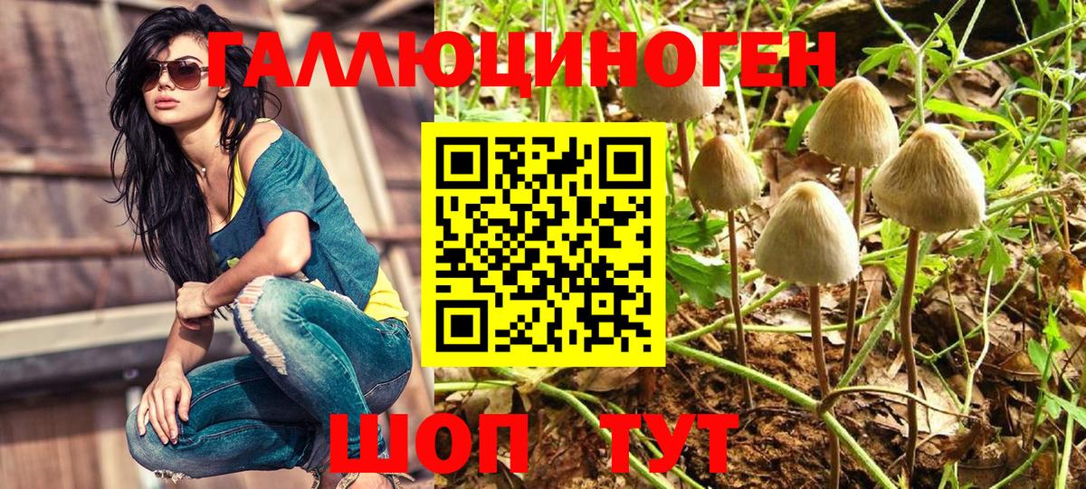 Галлюциногенные грибы GOLDEN TEACHER  Галлюциногенные грибы GOLDEN TEACHER  Вход с VPN  Малгобек 
